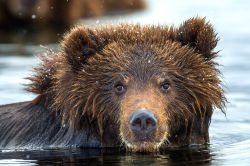 bears&ndash;bears&ndash;bears:  Teddy-bear by Sergey Ivanov