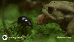 pbsnature:  Lunch time! (via “Fabulous Frogs” on PBS: http://to.pbs.org/1s62eOW) 