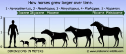 prikle:  ssjgssjgoku:  everets:  this is so sad… look what evolution has done. why? why did horses have to get big  They are still growing  the first horse…….. was human 