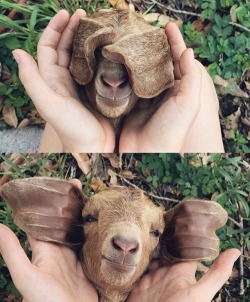 babygirlfor-daddy:  asian:  dizzybud:  omg  What kind of dog is this   Such a cute GOAT!