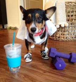 corgiaddict:  ugh, today is leg day at the gym….   He works out!