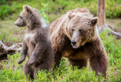 fuck-yeah-bears:  Brown Bear mother and cub by Denis Roschlau