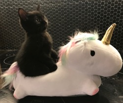 peripateticmeg:“And lo, I saw a rider on a pale horse, and the rider was death.”
