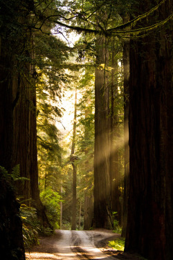 heyfiki:  Redwoods Rays of sunshine reflect through the gigantic trees as you drive down the small road into the Jedediah Smith Redwoods State Park. 