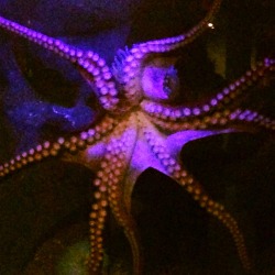 Went to the aquarium today. 🐟🐠🐙
