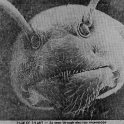 raimusxczar:  suomenliskojenliitto:  sixpenceee:  An ant seen through an electron microscope. Well this sure is creepy.  EVIL  It’s cute little teeth!