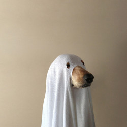 spookasaur:  IM LAUGJING SO HARD the picture looks so sleek and professional with the lighting but ITS A SPOOKY DOG 