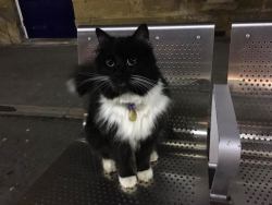 sleepysamurai:  catsbeaversandducks:  After Five Years of Service, this Kitty Got a Much Deserved Promotion Felix was nine weeks old when she came to Huddersfield Railway Station in West Yorkshire, England to help the humans tackle the rodent problem.