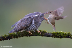 the-tabularium:  the-tabularium:  cattletyrants:  blurds:  avianeurope:  Common Cuckoo (Cuculus canorus) »by Kee Liu  I’m seeing some confusion about this one in the reblogs, and it is for my money one of the most interesting things to know about birds,