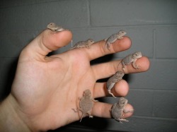 rate-my-reptile:  These Hannds…………………… 