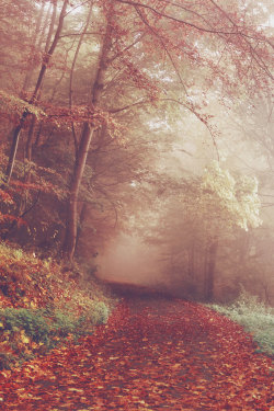 avenuesofinspiration:  Autumn Path | Source © | AOI  