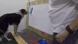 excellent-dogs:  sixpenceee:  The border collie Jumpy wrote his name on a board by following the baton of its trainer. (Video)  this dog has neater handwriting than me 