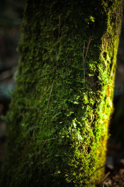 neptunesbounty:  moss bark highlights by Nate Parker Photography on Flickr. 