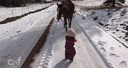 otteventer:  huffingtonpost:  Absolutely precious.  See the full video of this sweet girl taking her horse for a walk here.  Omg dying of cuteness  The second frame is golden, the way that horse nuzzles her, like awww