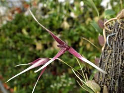 orchid-a-day: Bulbophyllum woelfliae January 8, 2019  