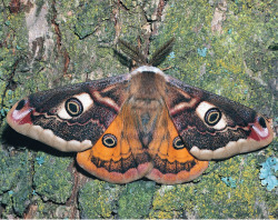 ollieoxnfree:  small emperor moth 