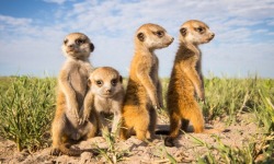 seaofuncertaintea:  Baby meerkats in Botswana  HNNNG &lt;3