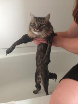 awkward-lisee:  duhdoydorothy:  sometimes i think cats dont like 2 be wet cus they dont want to reveal their silly tiny bodies  I was scrolling and just saw the head, then the body scared me….. 