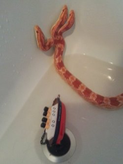 magiric-magi:  ohnoproblems:  lymphonodge:  best-of-imgur:  Hydra, my three-headed corn snake  WHAT A BABY WHAT A THREE BABIES  i love you hydra  My jealousy of you burns with the white-hot intensity of a thousand suns 