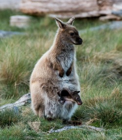 Go outside and play (a Wallaby doe with her joey, Cradle Mountain National Park, Tasmania, Australia)