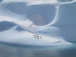 nyctaeus:  Aspen Wang’s Penguins on Ice. “Although my photo hardly does justice to describing the tenuous balance in Antarctica’s ecosystem, it has served to crystallize in my memory one of the last stretches of untamed and inarticulate lands on