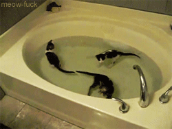 pretzel-swirl:  meow-fuck:  If you were having a bad day, here are some kittens in a bathtub.  never have I ever seen kittens calmly swimming in water   Am I losing my mind?