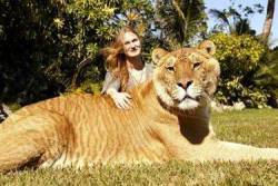 unexplained-events:  Meet Hercules the 900+ lb liger(hybrid offspring of a male lion and a tigress)! Hercules is  is recognized by the Guinness Book of World Records as the largest living cat on Earth. Hercules was bred on accident and lives Myrtle