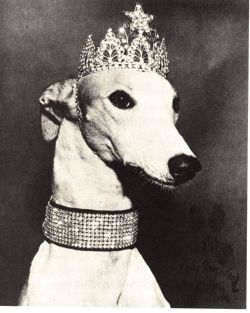 aacalibrary:  Lady Greyhound: Back in the 1950s, Lady Greyhound took America by Storm. She was the official mascot for Greyhound (of bus service fame). She made frequent public appearances, including a station’s grand opening wear she chewed through