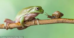 ursulavernon:  magicalnaturetour:  Is this the world’s slowest game of leapfrog? Photographer captures moment a snail crawls onto a green tree frog and perches on its HEAD…  The frog is the pet of Indonesian photographer Lessy Sebastian.  Mr Sebastian