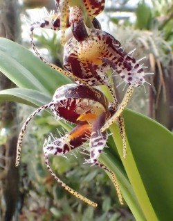 orchid-a-day: Masdevallia ferrusii Syn.: Spilotantha ferrusii January 30, 2017  