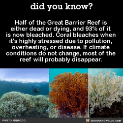 did-you-kno:  Half of the Great Barrier Reef is  either dead or dying, and 93% of it  is now bleached. Coral bleaches when  it’s highly stressed due to pollution,  overheating, or disease. If climate  conditions do not change, most of the  reef will
