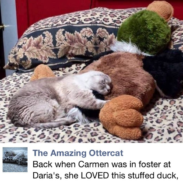 Repost via The Amazing Otter Cat of sweet Carmen, resting post surgery in the home of Cat Town foster Daria with her duck &lsquo;Qua&rsquo; &gt;^. .^&lt;