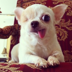 thefluffingtonpost:  Meet Yogurt: The One-Eyed Pirate Dog Yogurt, a five-year old Chihuahua, may only have one eye and a bit of a derpy tongue, but she’s still adorable and full of happiness. Be sure to follow her on Instagram @Yogurt_ThePirate for