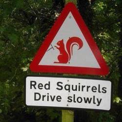 Grey squirrels are speed demons