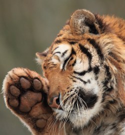 funkysafari:  Nina, an Amur Tigress. by Mark Butcher