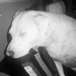 Sad cause her mama is getting ready to go.. #pitties #pitbull
