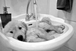 ✌ Doggy shower en We Heart It.