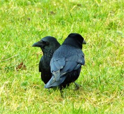 through-scarlets-lens:Snuggly Crows