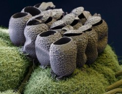 legains:  kookiekunt:  23pairsofchromosomes:  Butterfly eggs on a raspberry plant A micro-crack in steel Household dust Needle and thread E.coli bacteria on lettuce  Beard hairs under a scanning electron microscope: cut with razor (left) and electric