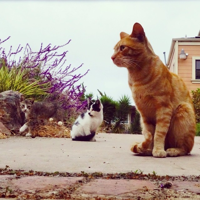 #regram of @hoodcats from when we trapped Abel and Saucer, still need to go back and get these adults &gt;^. .^&lt;