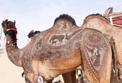 coolthingoftheday:  In India’s Thar Desert, nomads rely so much on camels for survival that the animals are revered. Livestock owners take great pride in their camels, carving intricate patterns in their fur.