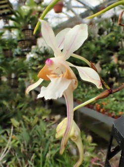 orchid-a-day:  Holcoglossum quasipinifoliumSyn.: Saccolabium quasiinifoliumMarch 6, 2018 