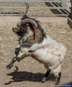 babygoatsandfriends:  michaelou: Goat fight on Flickr. Via Flickr:A male goat preparing to hit another male goat. Fighting for the female one, I presume.