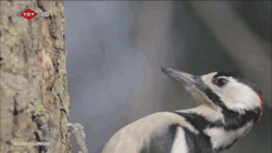 welele:  Un pájaro carpintero en cámara lentaDuele mucho más verlo así, debe tener un cuellaco y las articulaciones hechas puré (vídeo)
