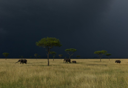 supreme-master:  awkwardsituationist:  Storm over the Serengeti. Photos by Nick Nichols   the lions look so pissed off cus of the rain haha
