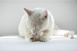 cutencats:  Simplicity @cutencats