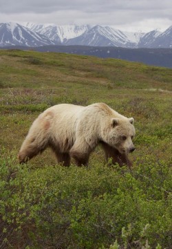 funkysafari:  Grizzly Bear (Ursus arctos ssp.), Denali Borough, Alaska by Gregory “Slobirdr” Smith   