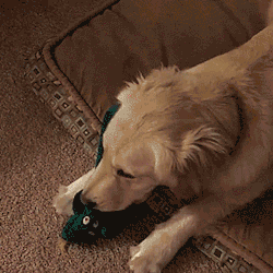 thenatsdorf:  “How to make your dog’s day…bring her favorite toy to life.” [full video] 