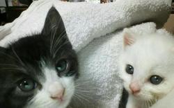 cat-pic:  ママにゃんが亡くなって、保護した兄妹。今は、それぞれ新しい家族に迎えられ幸せです(*^^*) http://nekopple.com