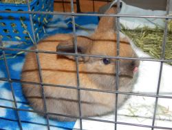 lordslosh:  oregonzoo:  this rabbit is giving me attitude    @dustidustbunni 